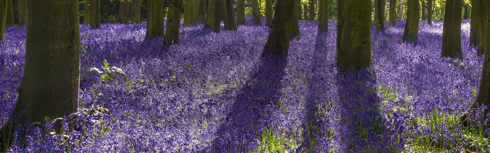 Wide angle of sun rays falling on sea of bluebells in woods