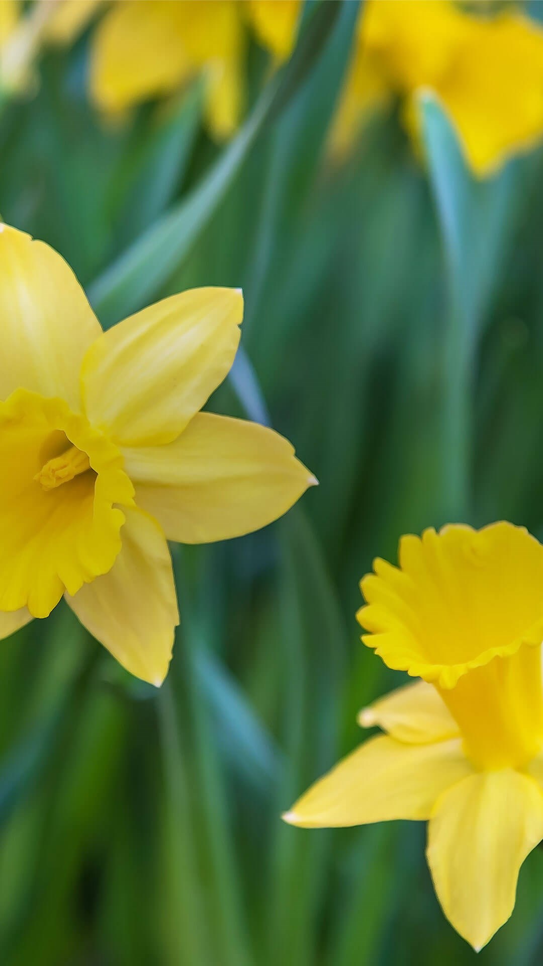 Portrait of field of daffodils 