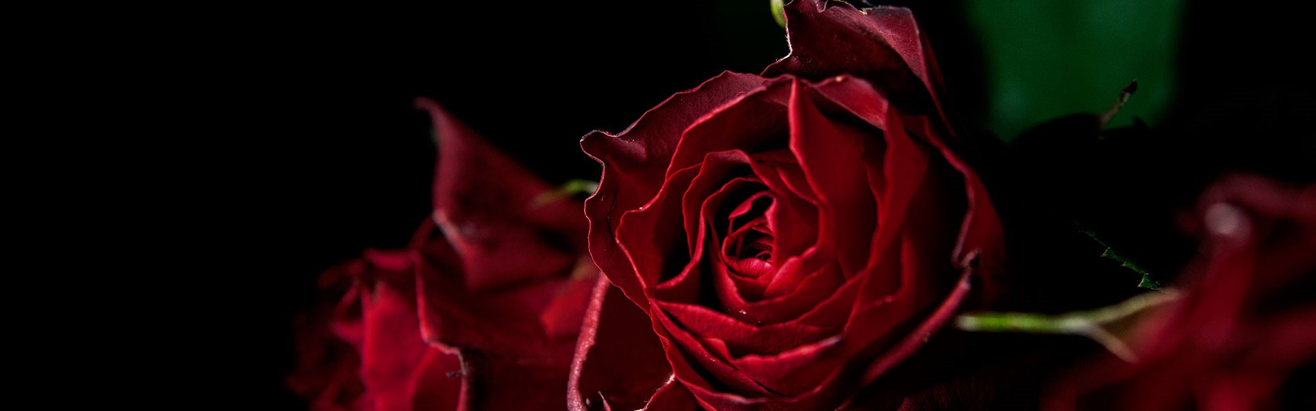 dark red roses - wide