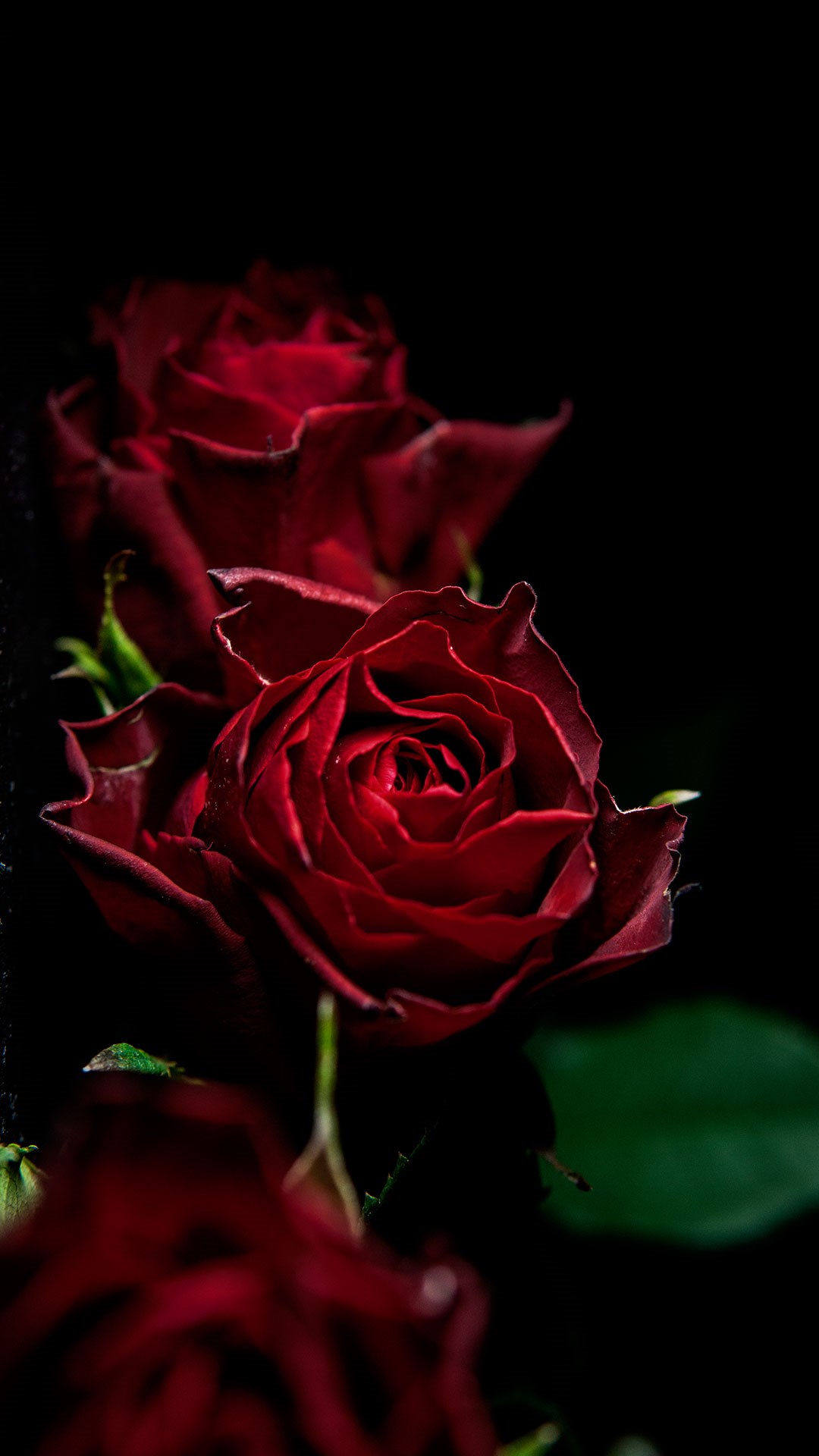 dark red roses - portrait