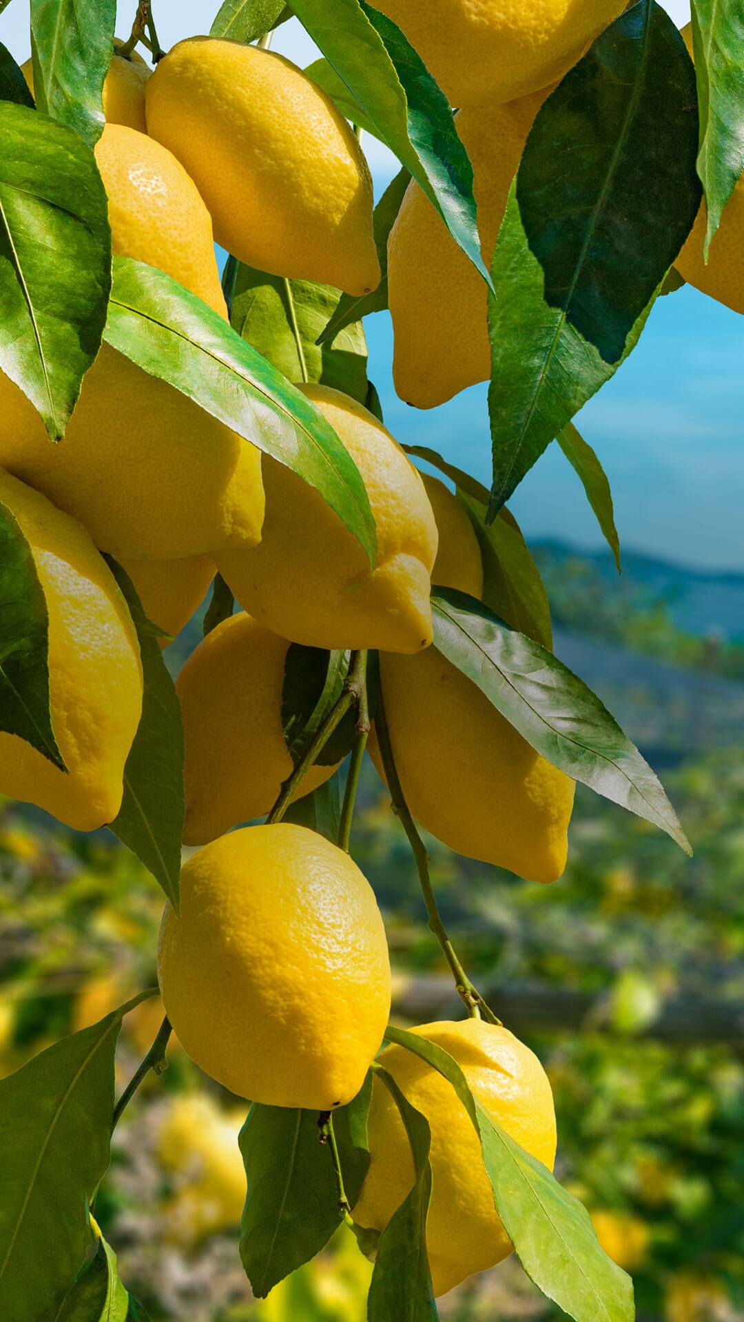 Portrait of bunches of lemons in a lemon orchard 